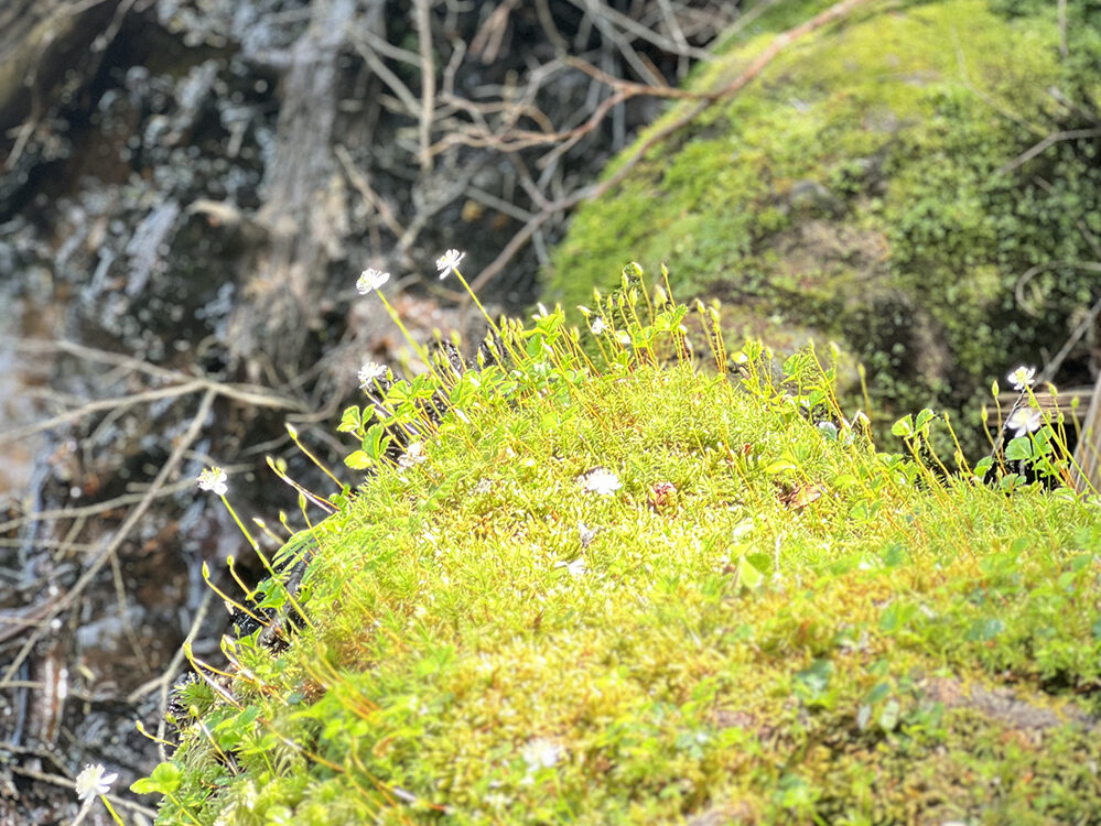苔と高山植物