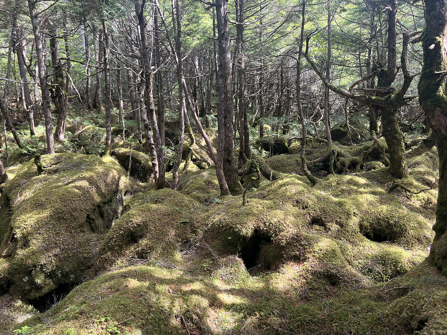 苔むす北八ヶ岳の原生林