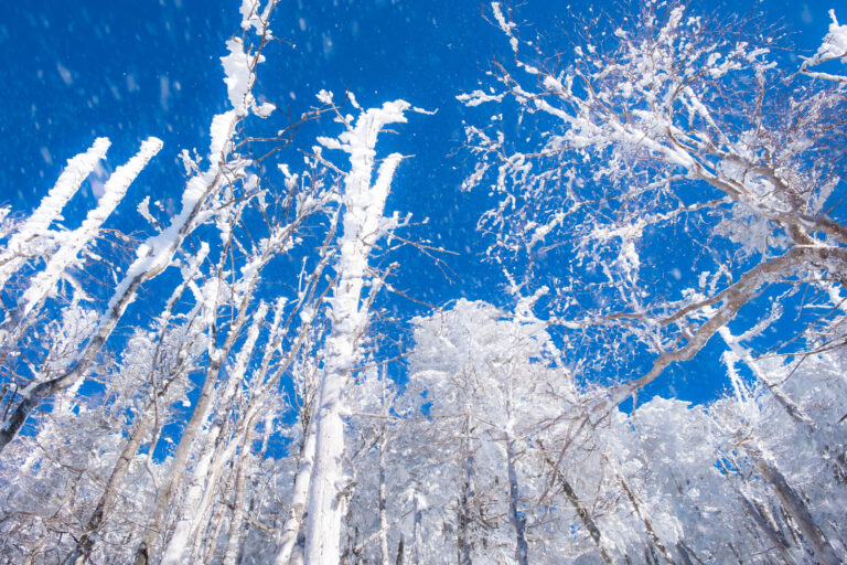 2025/3/14-15 大人の雪遊び スノーシューで歩く白銀の北八ヶ岳