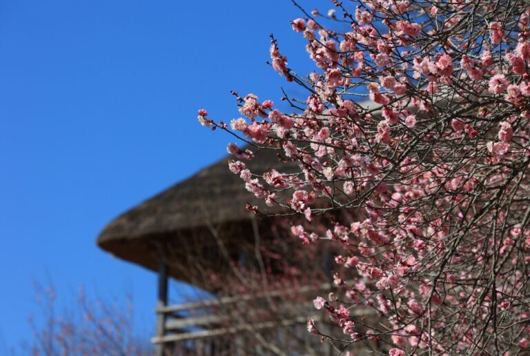 冬芽ほころぶ早春 筑波山絶景ハイク