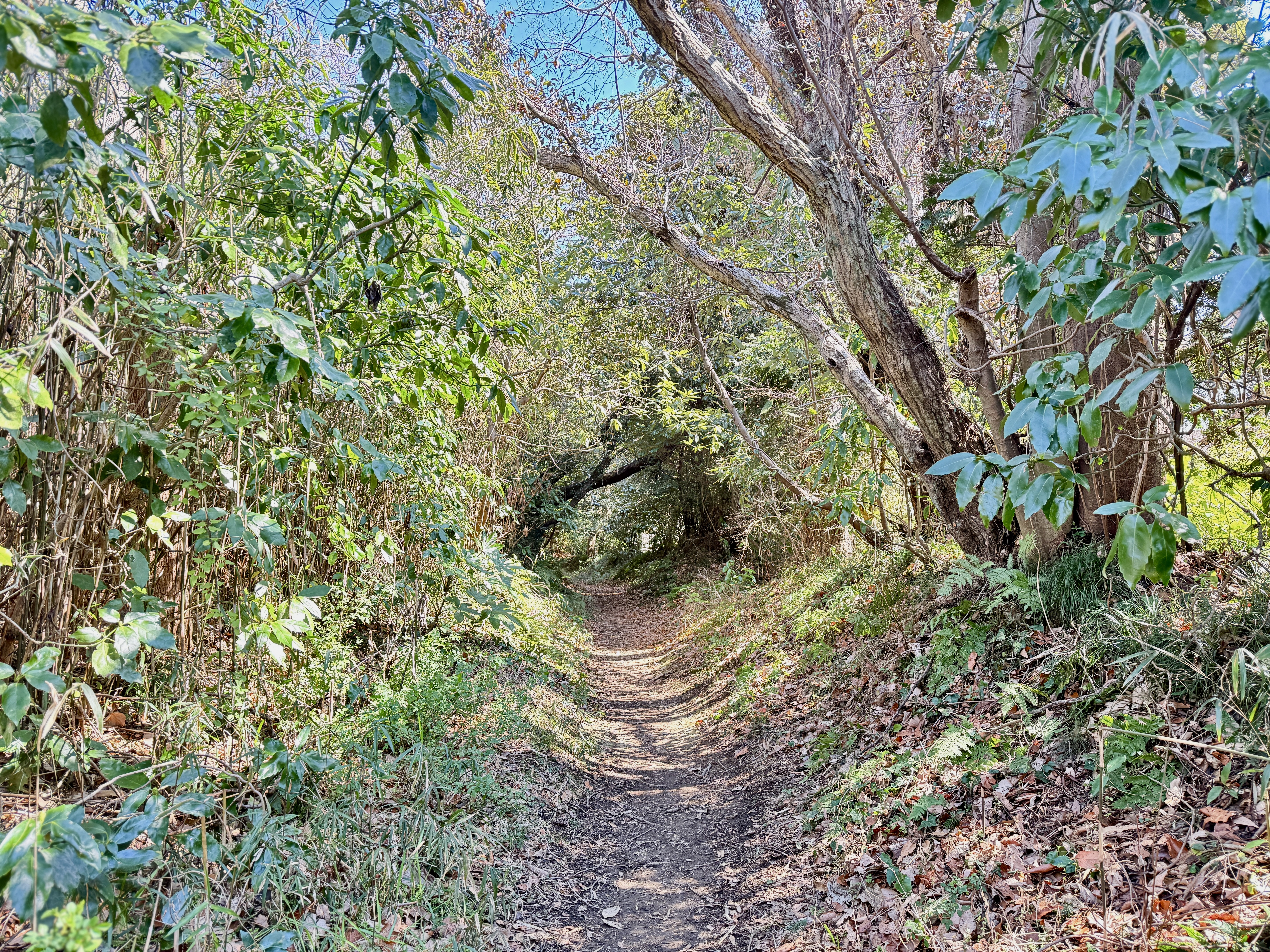 4/7(月) 大人の遠足 春の葉山 ゆったり山さんぽ 海さんぽ - 画像 (4)