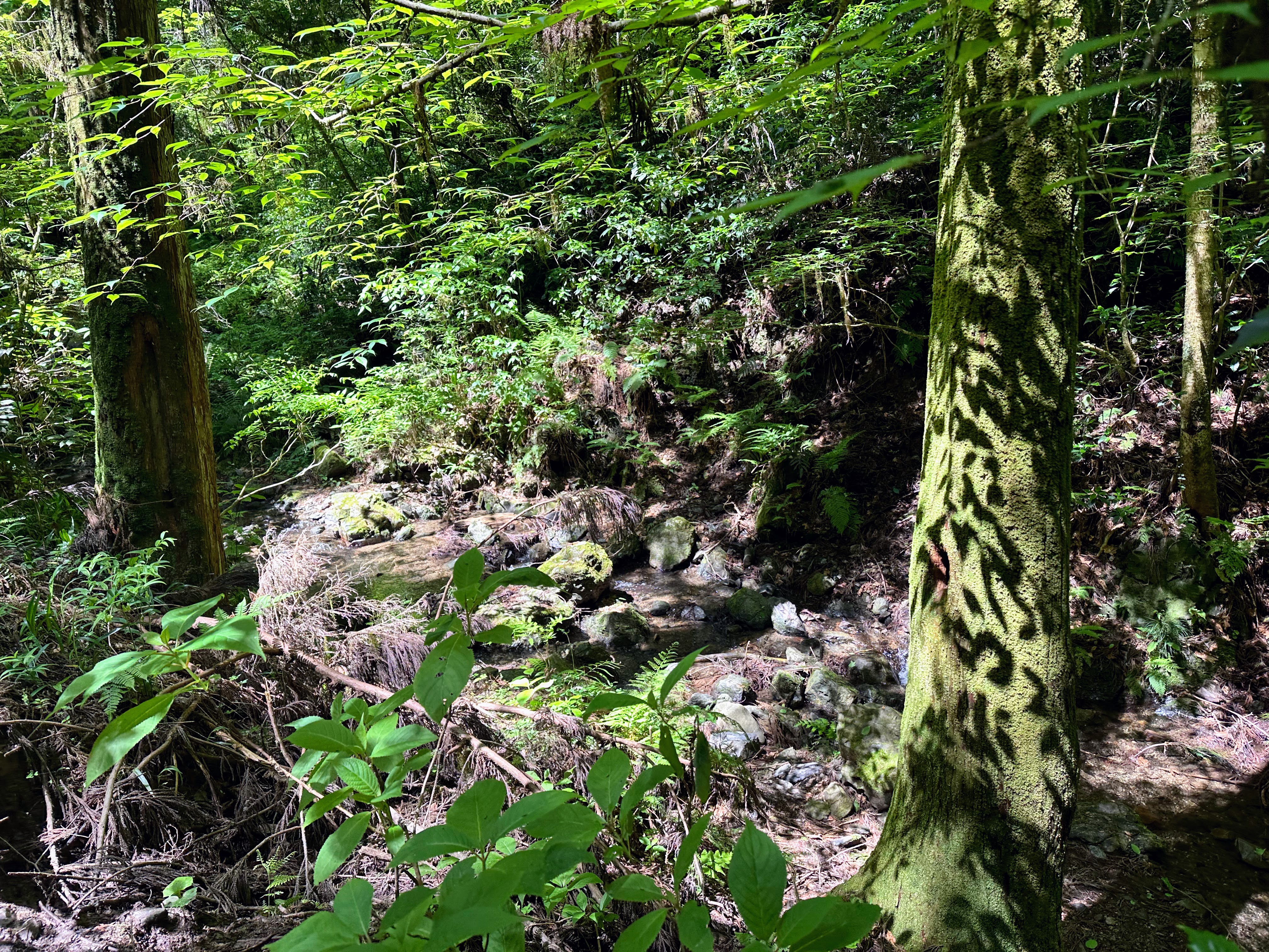 春のyamanoha登山教室Step1 高尾山で学ぶ、登山の基本の「き」 - 画像 (2)