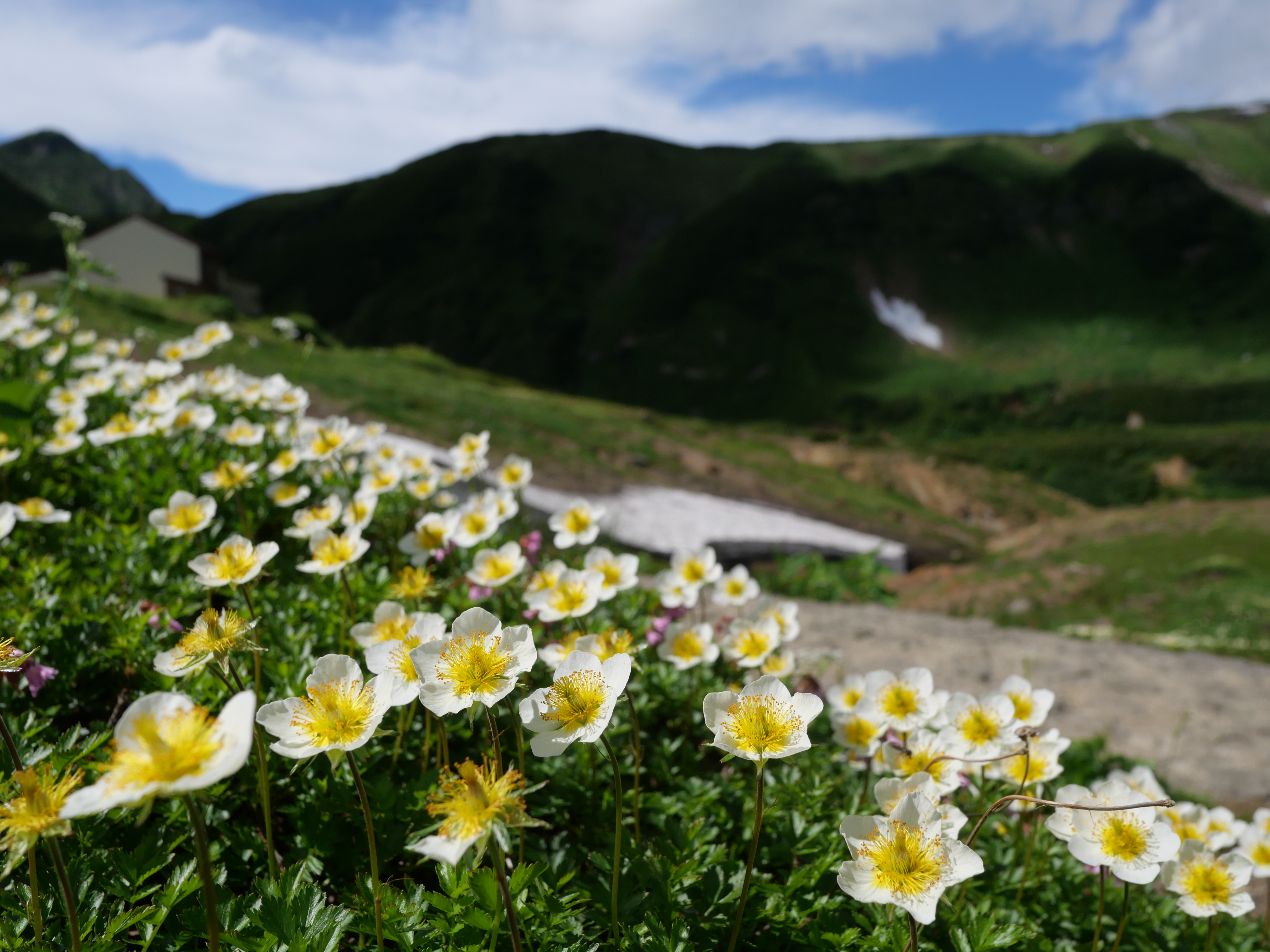 立山の稜線に咲く風に揺れるチングルマ