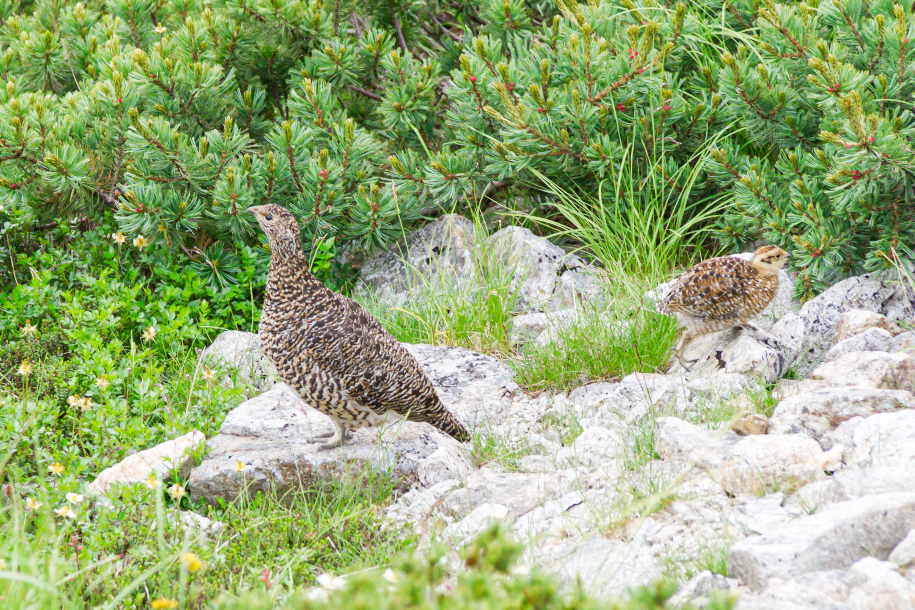 立山のハイマツ帯を散歩する雷鳥親子