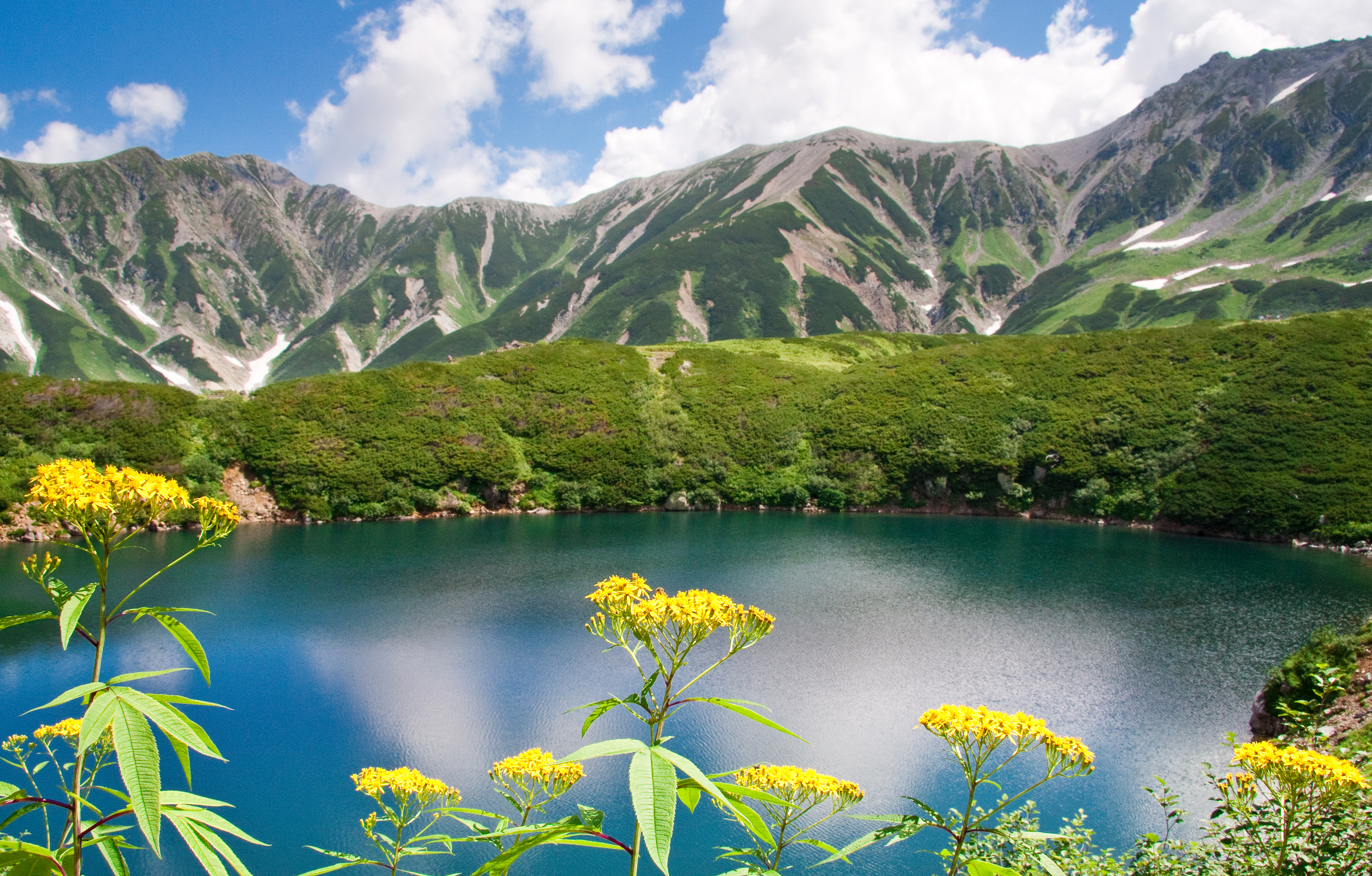 ミクリガ池と黄色い高山植物