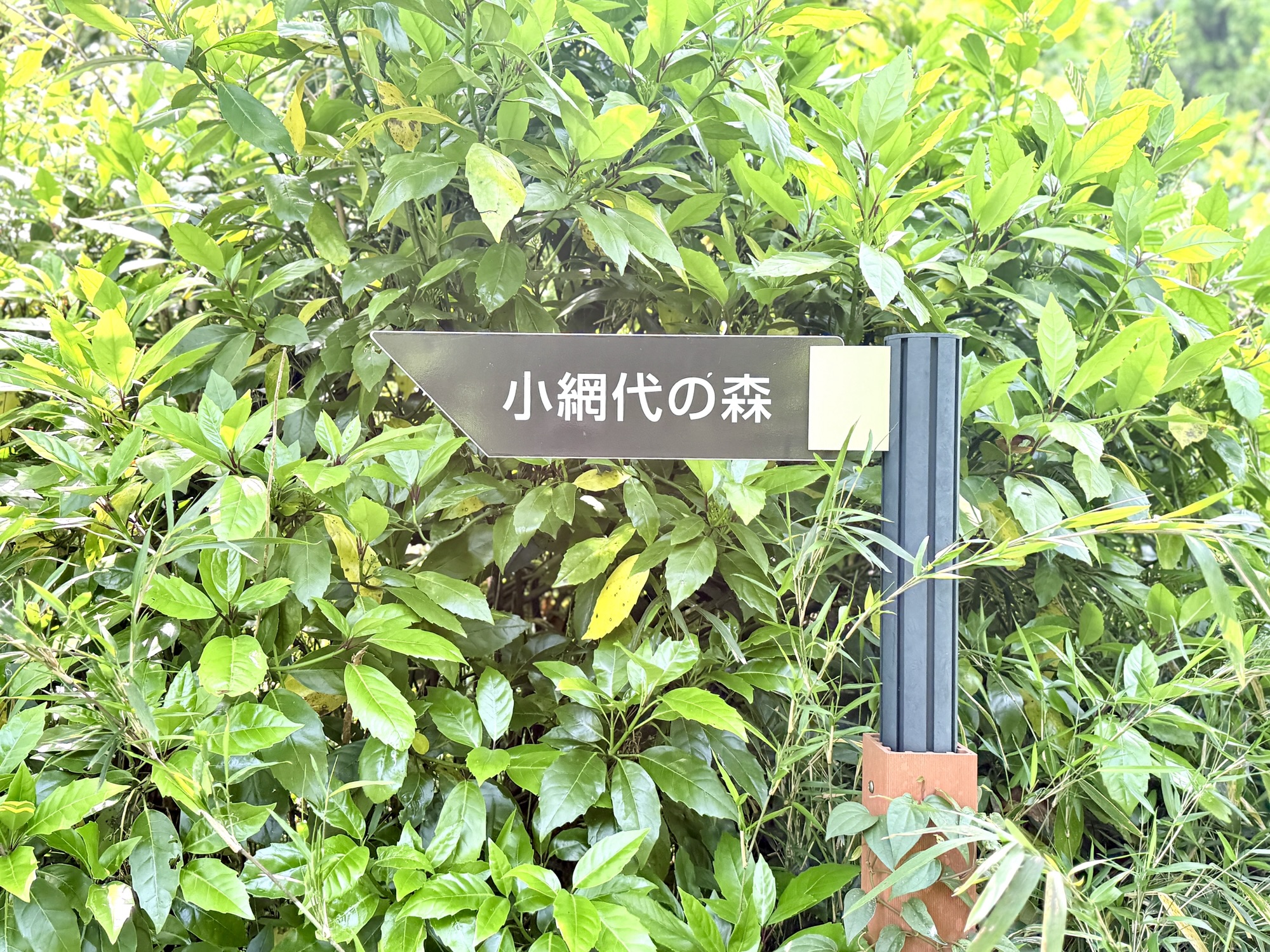 5/30(金) 大人の遠足 三浦半島 カニが踊る森と、波が空けた海の窓へ - 画像 (2)