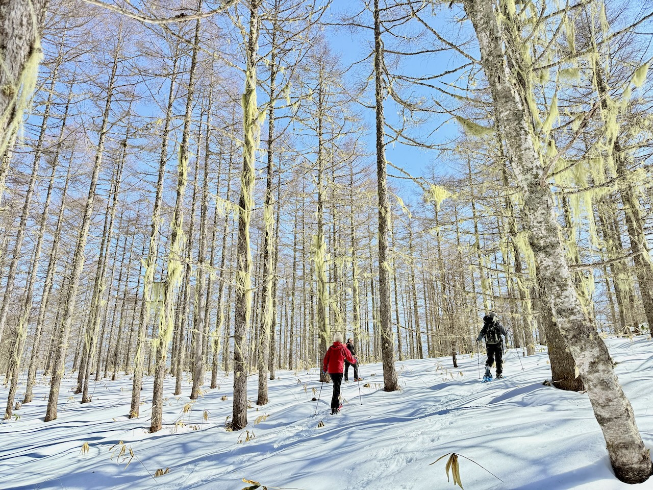 2026/2/8(日)-2/9(月) 入笠山 雪原と山をめぐる最高の雪あそび☃ 満天の星空を仰ぐ山小屋旅