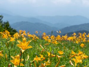 白山の斜面を彩るニッコウキスゲの黄色い群落
