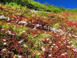 赤く色づく草紅葉とチングルマの綿毛、青空に映える9月下旬の槍ヶ岳の稜線