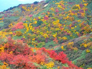 一面が赤や黄に色づいた紅葉の斜面。秋の岩木山・八甲田山登山ツアーのイメージ