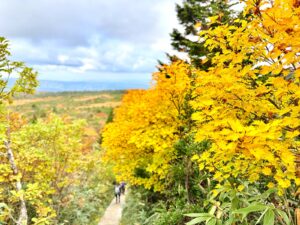 黄色く色づいた木々のトンネルを歩く登山者。紅葉の登山道