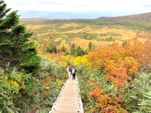 八甲田山・毛無岱に続く木道と一面の草紅葉のパノラマ