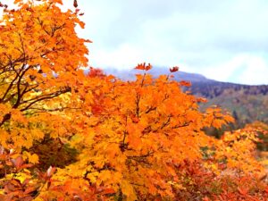 赤や黄に色づいた紅葉の葉のクローズアップ。秋の青森の彩り