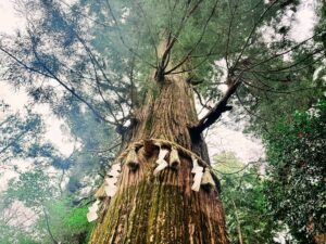 しめ縄を巻いた高尾山の杉の御神木